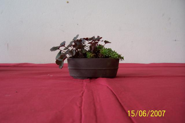 Image: 100_6924-420abc.jpg