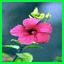 http://img22.xooimage.com/files/0/8/c/fatras-1189192.gif