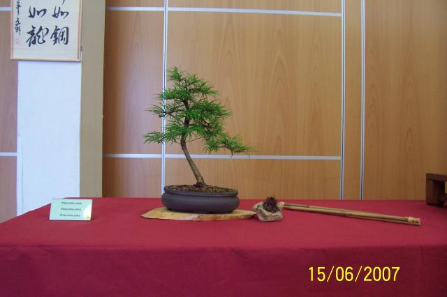 Image: 100_6835-4203ed.jpg