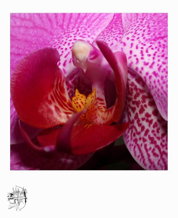 Image externe