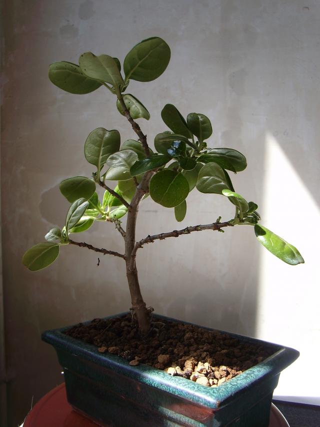 Image: sa550262-4a1b5a.jpg