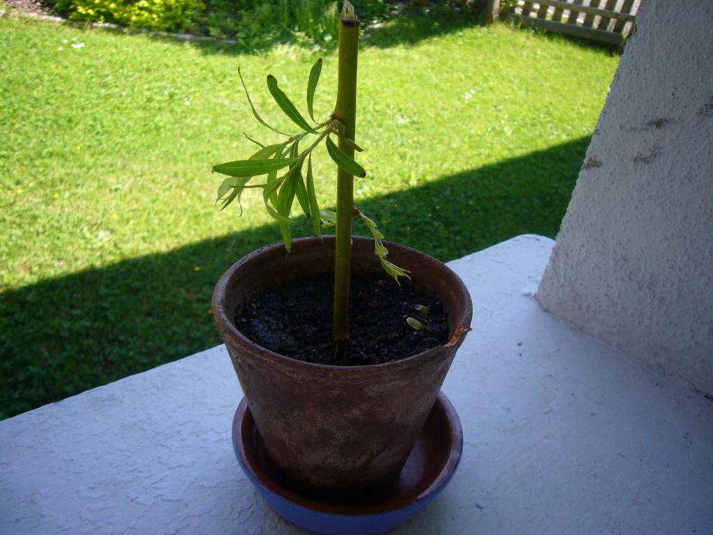 Image: p1010968-354c11.jpg
