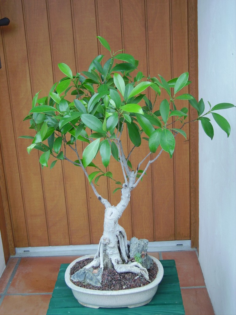 Image: ficus-bengalensis...-26.06.06-3e4107.jpg