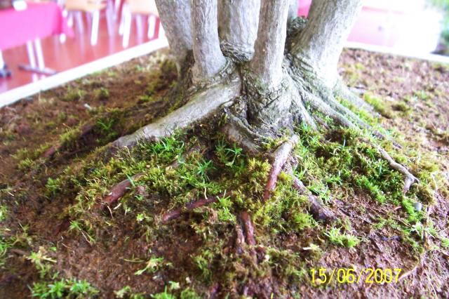 Image: 100_6889-4208da.jpg