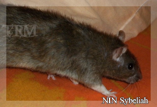 TRM Shadow xXx NIN Sybeliah, les patisseries sont là !!! Sur-le-lit-syb-1173d2f