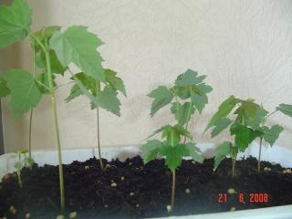 Image: dsc01834-48bdde.jpg