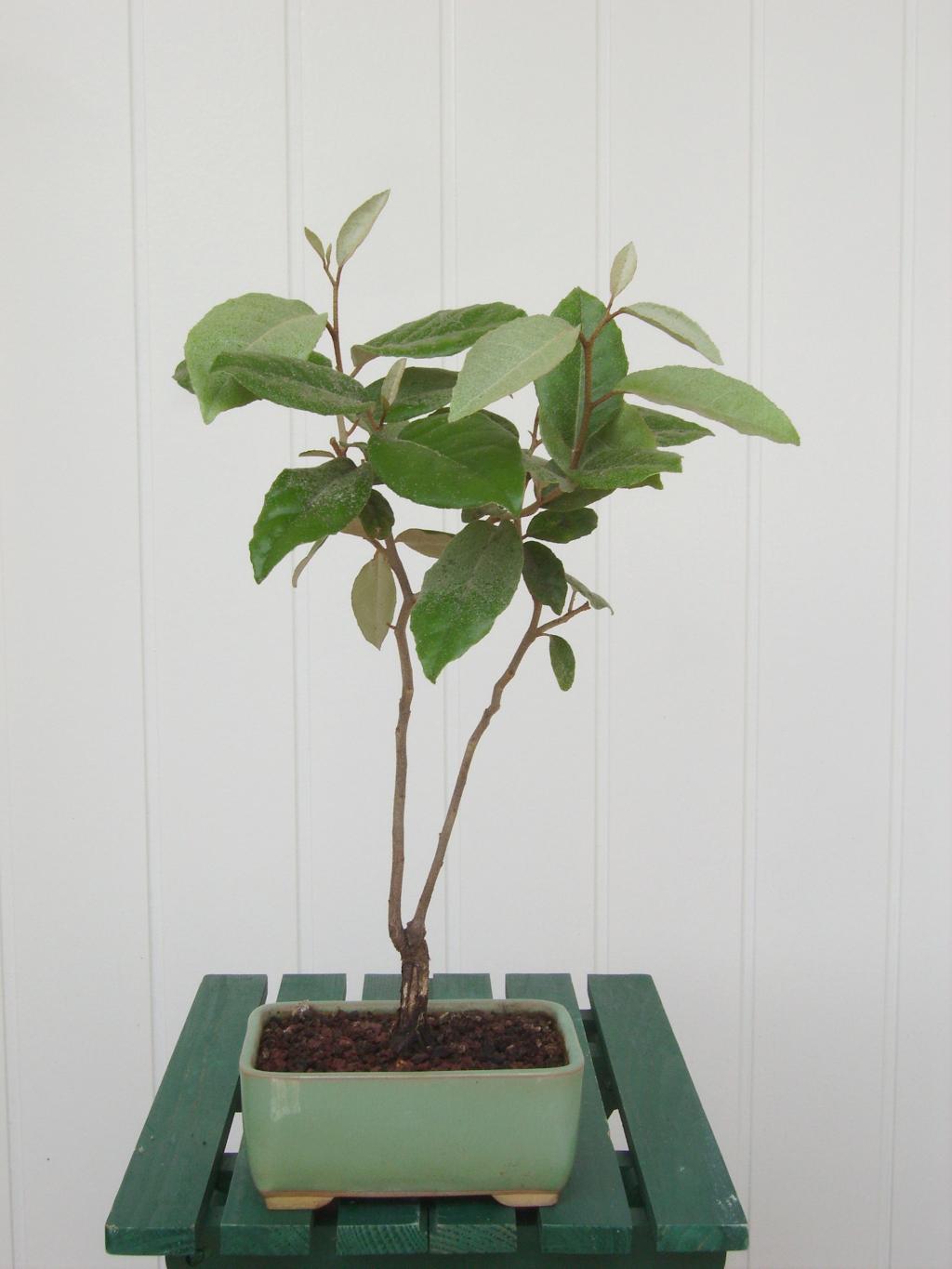 Image: imgp0927-40ce66.jpg