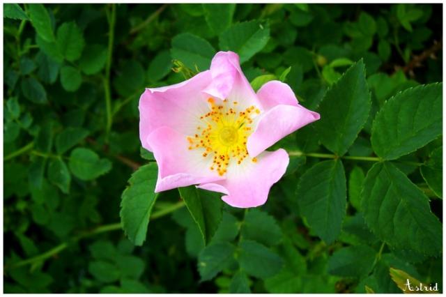 Image: fleur0010-42d4e2.jpg