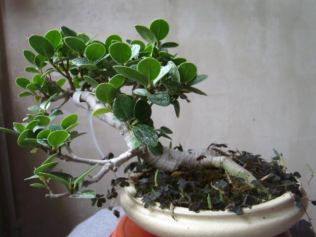 Image: sa550440-4a0bd2.jpg