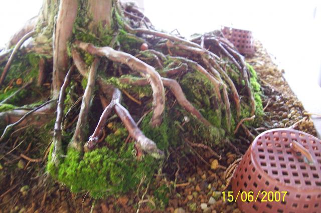 Image: 100_6899-4209f2.jpg
