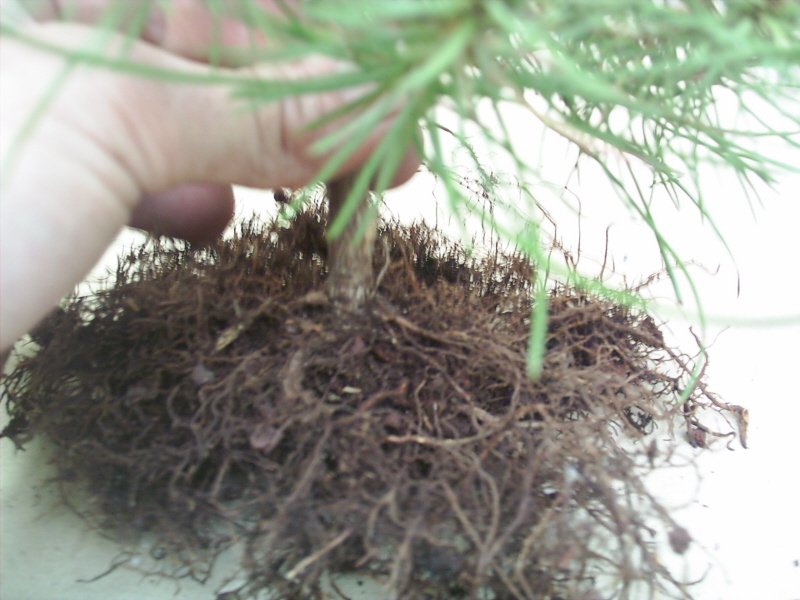 Image: pinus-pinaster-n-bari2-3441de.jpg