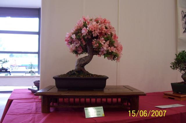 Image: 100_6850-42053f.jpg