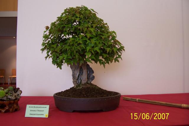 Image: 100_6861-42068d.jpg