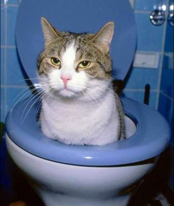 medium_chat_wc-461832.jpg
