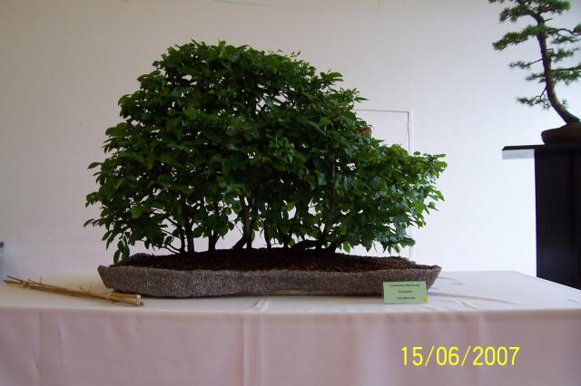Image: 100_6879-420812.jpg